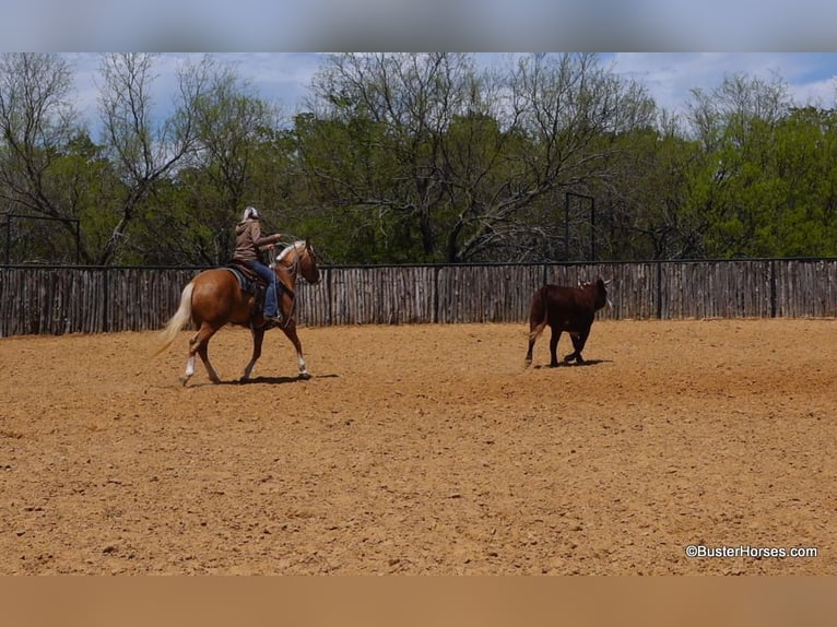 American Quarter Horse Mare 8 years Palomino in Weatherford TX