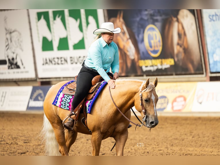 American Quarter Horse Mare 8 years Palomino in Rottum