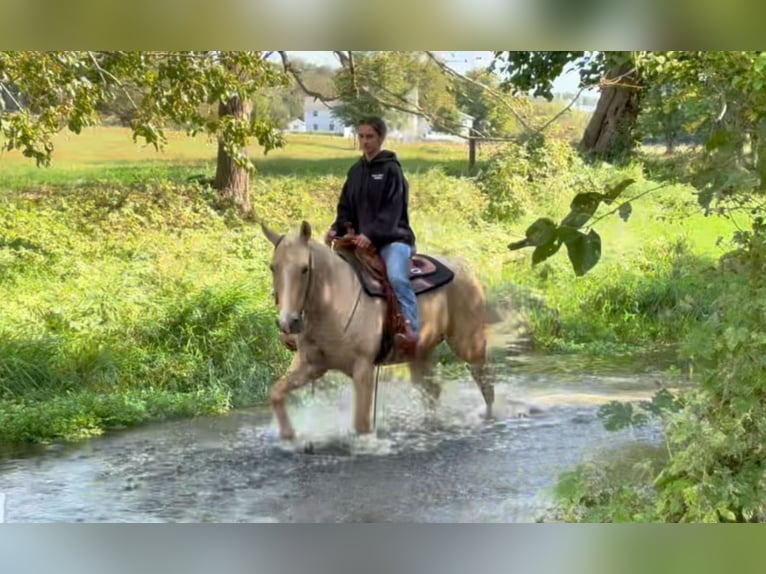 American Quarter Horse Mare 8 years Palomino in Gordonville