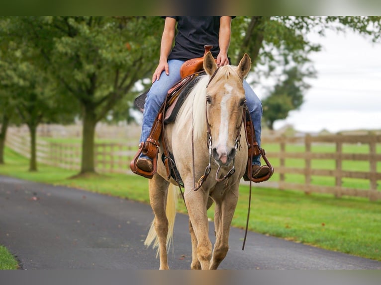 American Quarter Horse Mare 8 years Palomino in Gordonville