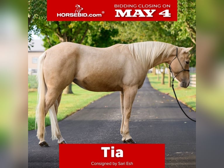 American Quarter Horse Mare 8 years Palomino in Gordonville