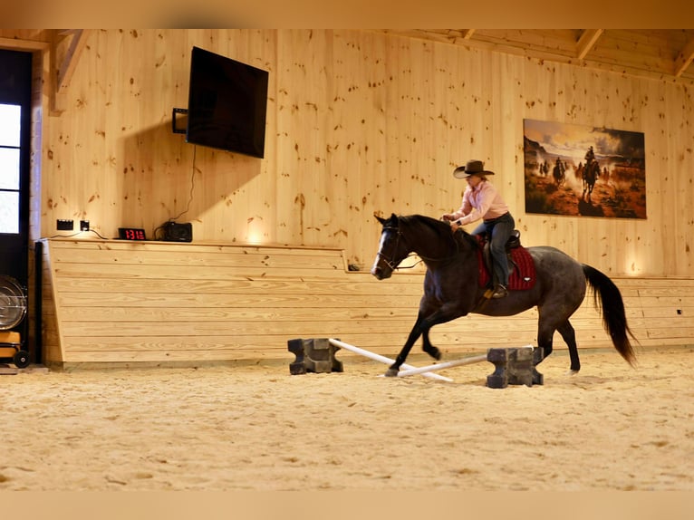 American Quarter Horse Mare 8 years Roan-Blue in Clarion