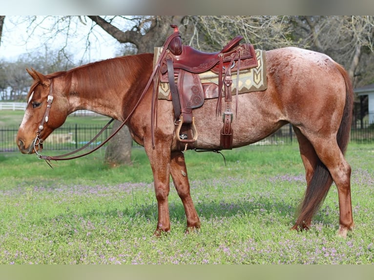 American Quarter Horse Mare 8 years Roan-Red in Burleson, TX
