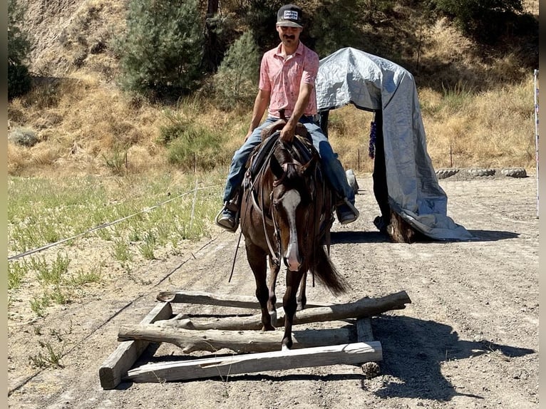 American Quarter Horse Mare 8 years Roan-Red in Paicines CA