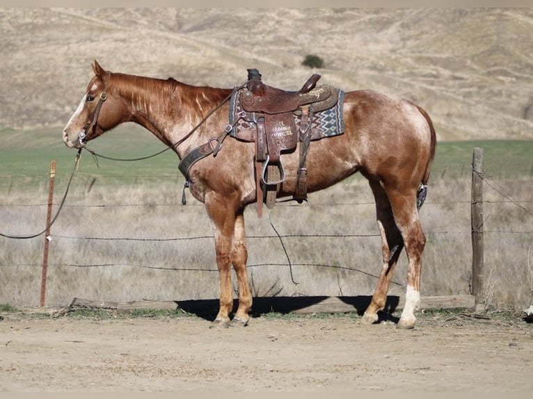 American Quarter Horse Mare 8 years Roan-Red in Paicines CA