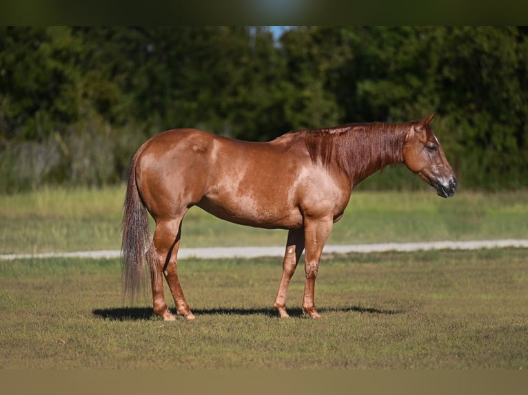 American Quarter Horse Mare 8 years Sorrel in Waco
