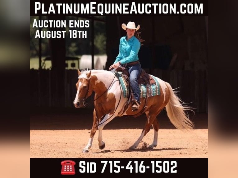 American Quarter Horse Mare 8 years Tobiano-all-colors in Adair OK