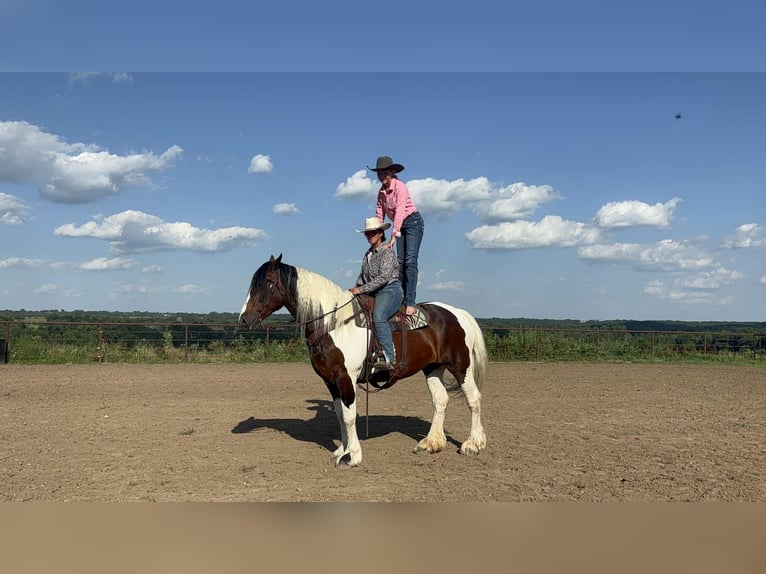 American Quarter Horse Mare 8 years Tobiano-all-colors in Princeton MO