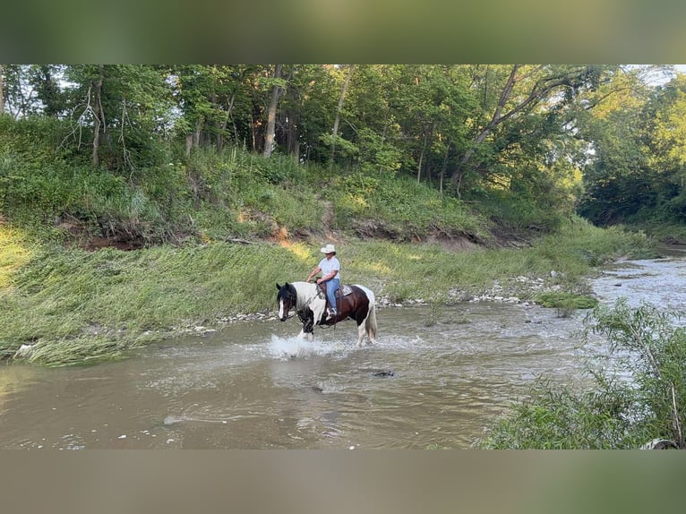 American Quarter Horse Mare 8 years Tobiano-all-colors in Princeton MO