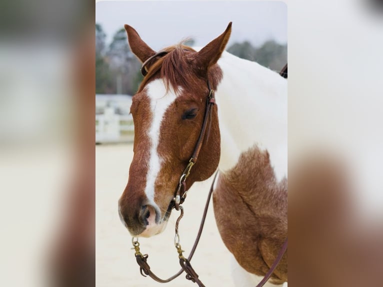 American Quarter Horse Mare 8 years in Aynor SC