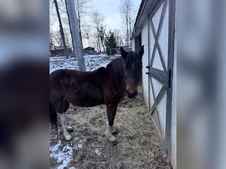 American Quarter Horse Mix Mare 9 years 12,1 hh in Navarre