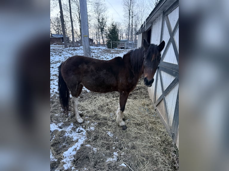 American Quarter Horse Mix Mare 9 years 12,1 hh in Navarre