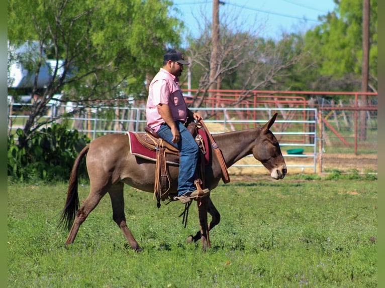 American Quarter Horse Mare 9 years 13 hh Dun in stephenville TX