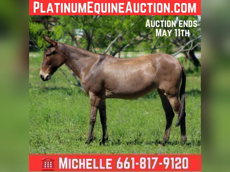 American Quarter Horse Mare 9 years 13 hh Dun in stephenville TX