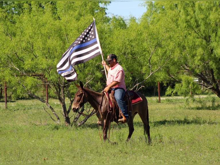American Quarter Horse Mare 9 years 13 hh Dun in stephenville TX