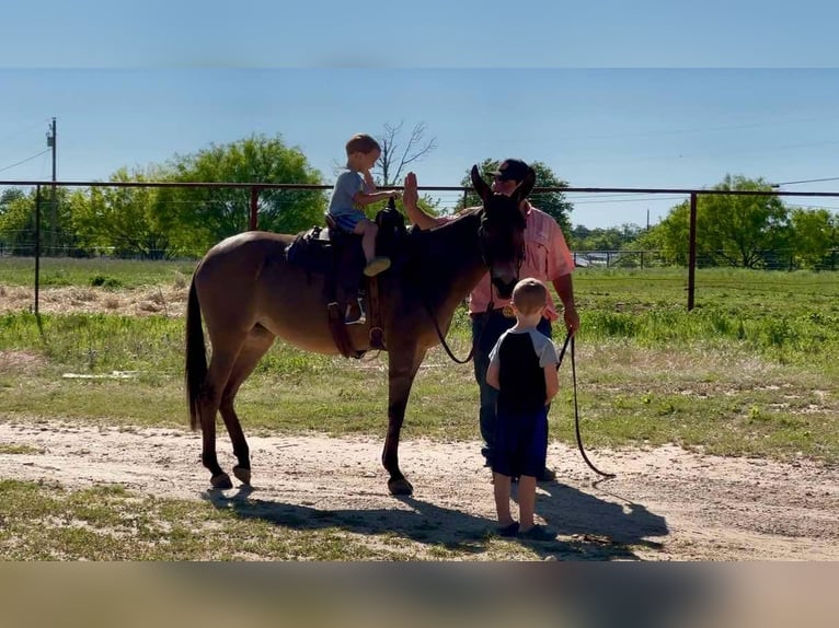 American Quarter Horse Mare 9 years 13 hh Dun in stephenville TX