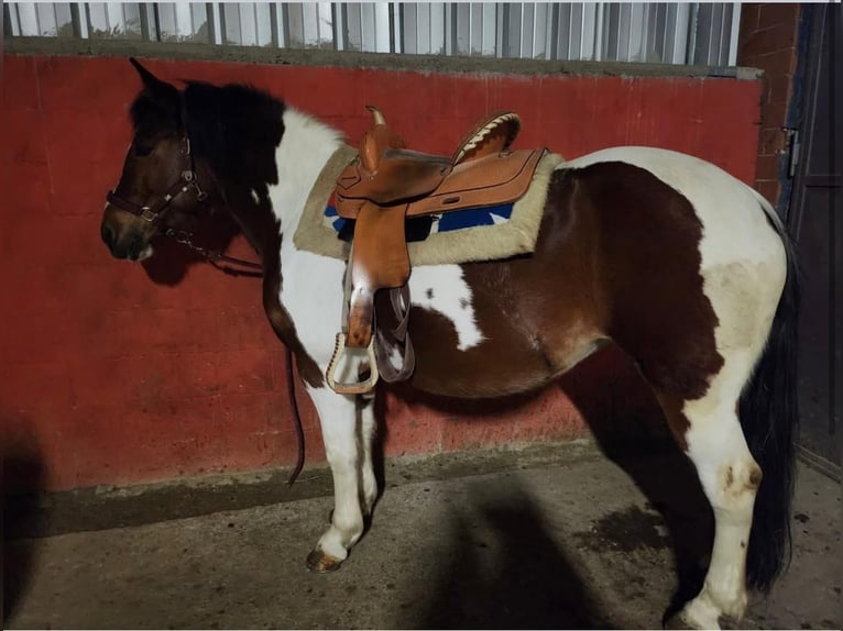 American Quarter Horse Mix Mare 9 years 13,2 hh Pinto in Caselle Torinese
