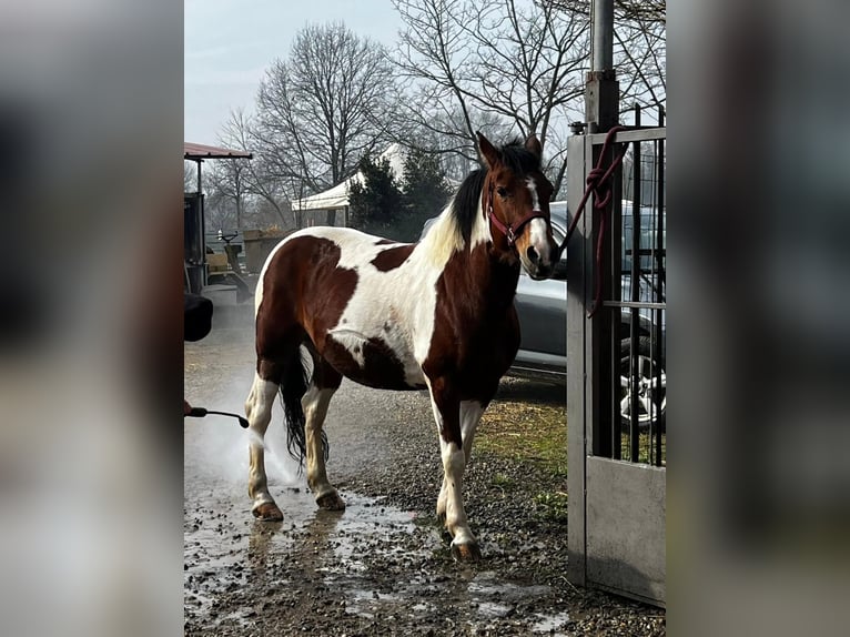 American Quarter Horse Mix Mare 9 years 13,2 hh Pinto in Caselle Torinese