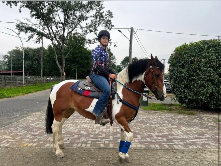 American Quarter Horse Mix Mare 9 years 13,2 hh Pinto in Caselle Torinese