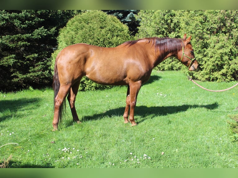 American Quarter Horse Mare 9 years 14,1 hh Chestnut-Red in Koluszki