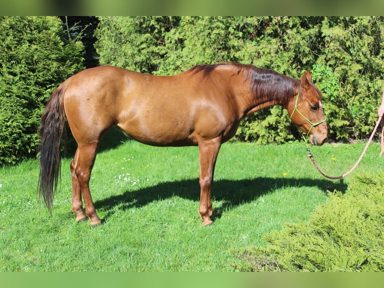 American Quarter Horse Mare 9 years 14,1 hh Chestnut-Red in Koluszki