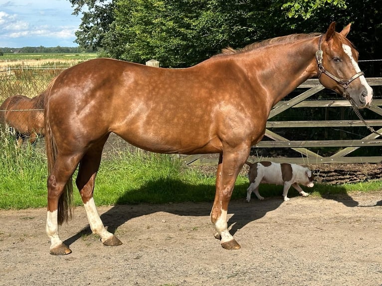 American Quarter Horse Mare 9 years 14,1 hh Chestnut-Red in Rhede