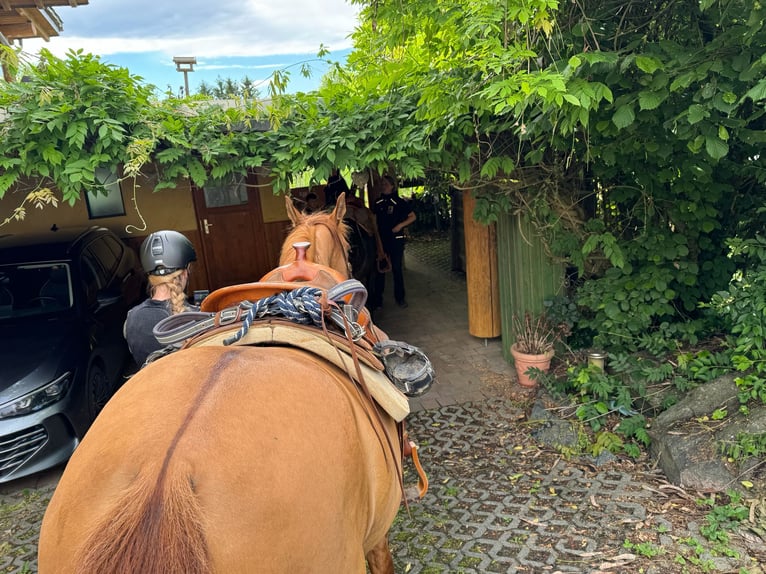 American Quarter Horse Mare 9 years 14.1 hh Red Dun in Weilmünster