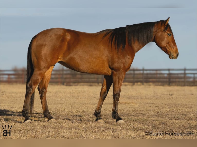 American Quarter Horse Mare 9 years 14.2 hh Bay in Weatherford