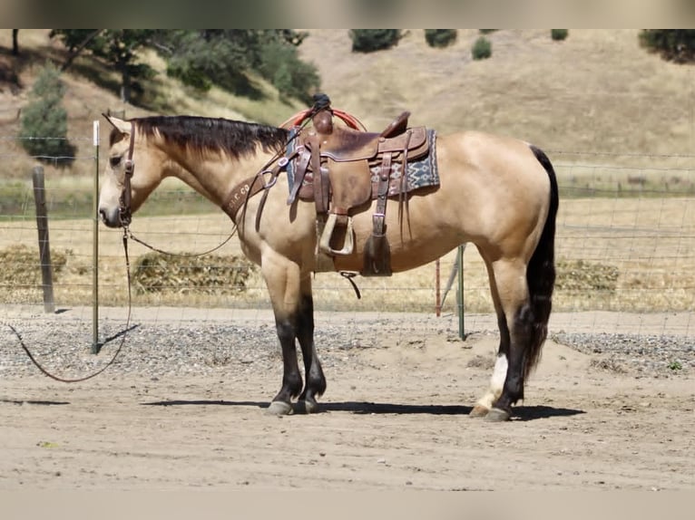 American Quarter Horse Mare 9 years 14.2 hh Buckskin in Tres Pinos