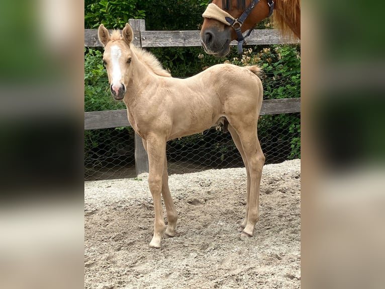 American Quarter Horse Mare 9 years 14.2 hh Chestnut-Red in Holtgast