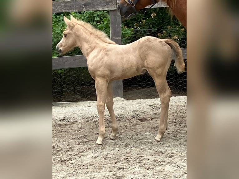 American Quarter Horse Mare 9 years 14.2 hh Chestnut-Red in Holtgast