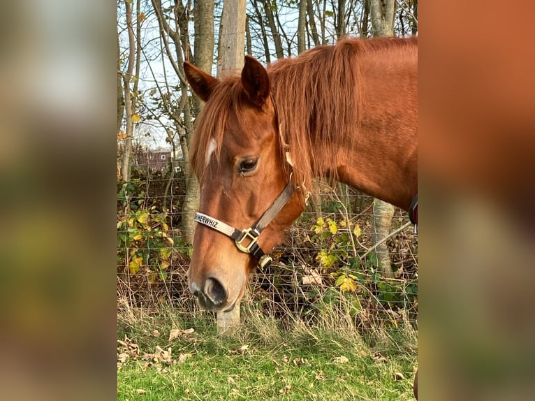 American Quarter Horse Mare 9 years 14.2 hh Chestnut-Red in Moorweg