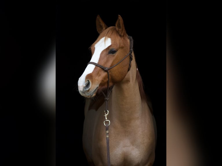 American Quarter Horse Mare 9 years 14,2 hh Red Dun in Axstedt