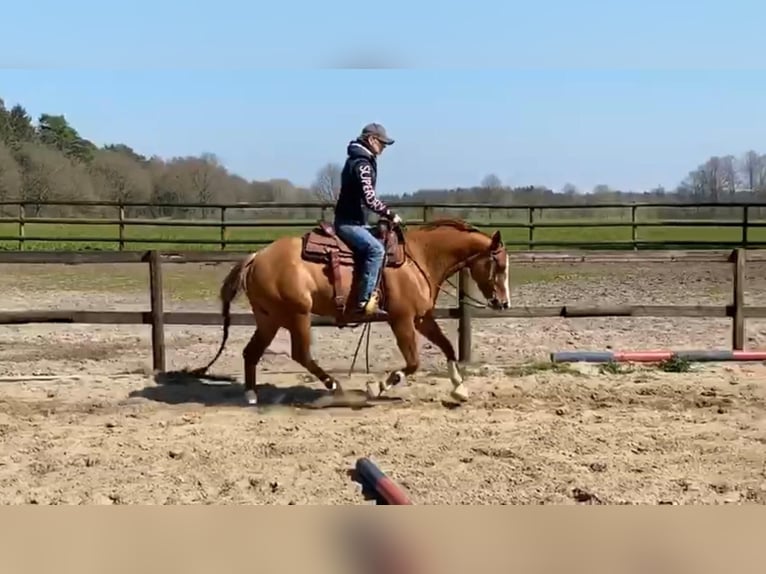 American Quarter Horse Mare 9 years 14,2 hh Red Dun in Axstedt