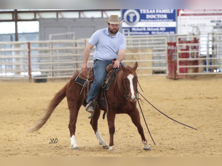 American Quarter Horse Mare 9 years 14,2 hh Sorrel in Groveton