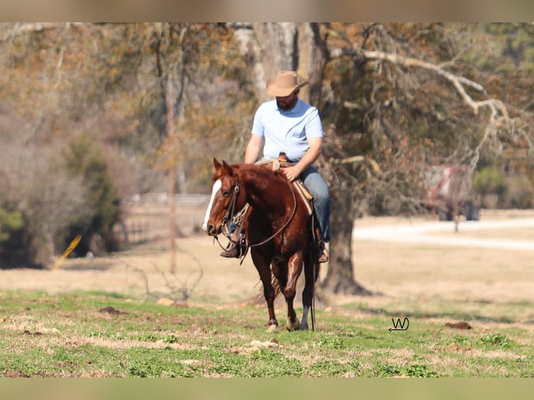 American Quarter Horse Mare 9 years 14,2 hh Sorrel in Groveton