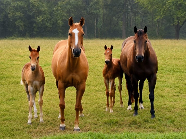 American Quarter Horse Mare 9 years 14.3 hh Buckskin in Dronten