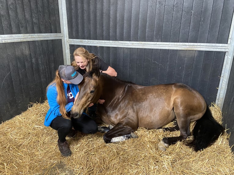 American Quarter Horse Mare 9 years 14.3 hh Buckskin in Dronten