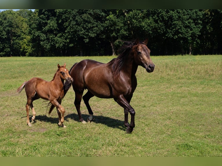 American Quarter Horse Mare 9 years 14.3 hh Buckskin in Dronten