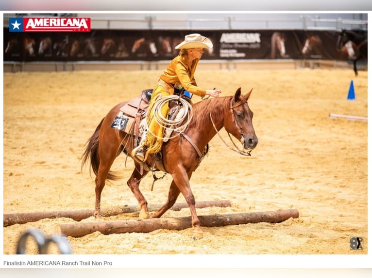 American Quarter Horse Mare 9 years 14,3 hh Chestnut-Red in Sinsheim