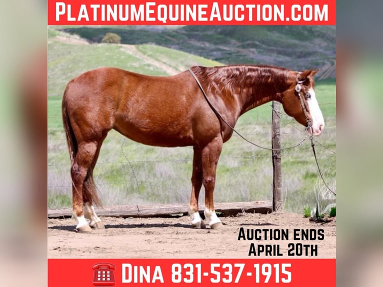 American Quarter Horse Mare 9 years 14,3 hh Chestnut in Paicines CA