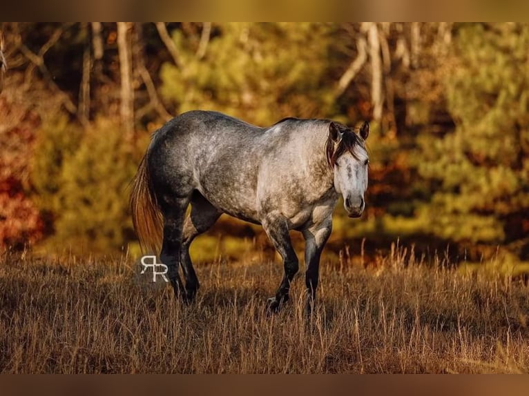 American Quarter Horse Mare 9 years 14,3 hh Gray in Lyles, TN