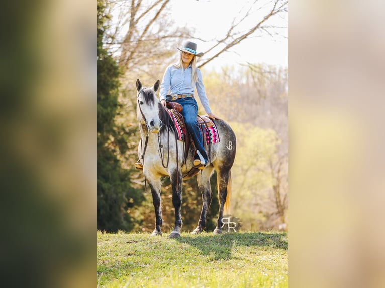 American Quarter Horse Mare 9 years 14,3 hh Gray in Lyles, TN