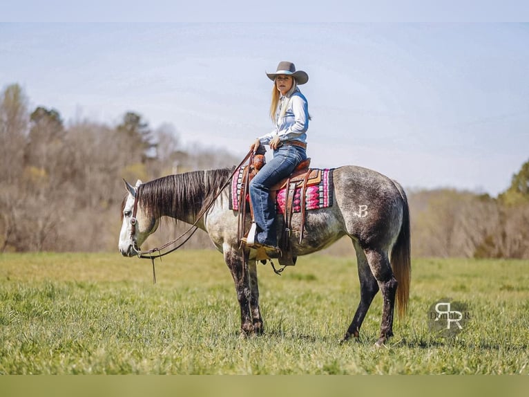 American Quarter Horse Mare 9 years 14,3 hh Gray in Lyles, TN