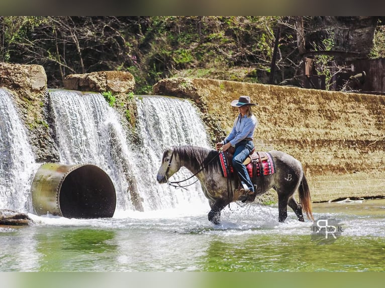 American Quarter Horse Mare 9 years 14,3 hh Gray in Lyles, TN