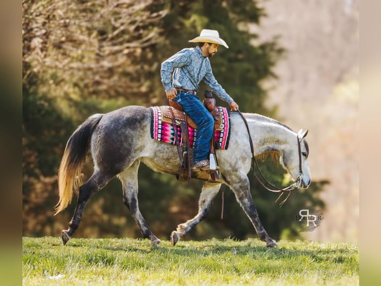 American Quarter Horse Mare 9 years 14,3 hh Gray in Lyles, TN
