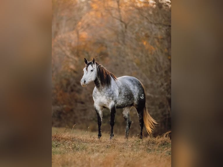 American Quarter Horse Mare 9 years 14,3 hh Gray in Lyles, TN