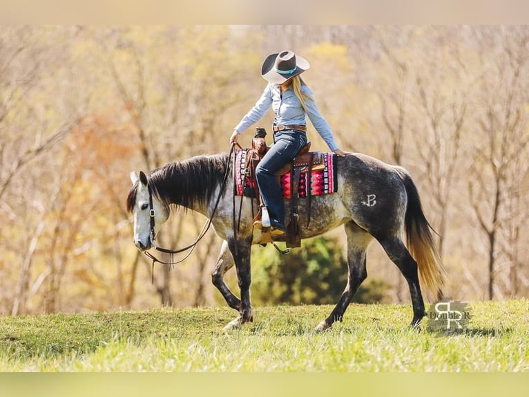 American Quarter Horse Mare 9 years 14,3 hh Gray in Lyles, TN
