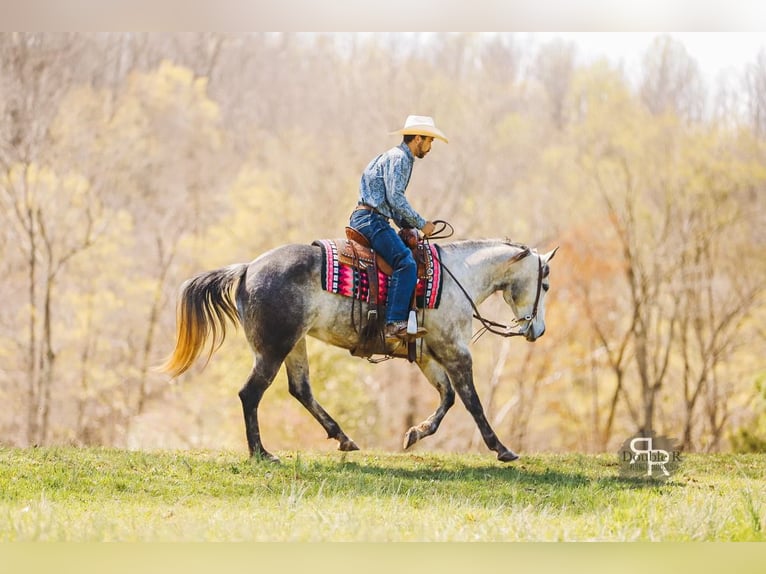 American Quarter Horse Mare 9 years 14,3 hh Gray in Lyles, TN