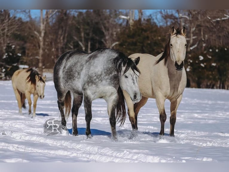 American Quarter Horse Mare 9 years 14,3 hh Gray in Lyles, TN